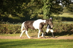 SBM_58652