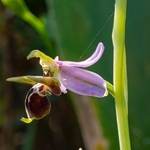 Horned Ophrys (Ophrys cornuta syn O. scolopax ssp cornuta) also  known as O.oestrifrea ssp montis-leonis 