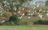 Sacred Ibis.