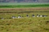 Barnacle Geese
