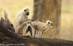 Grooming.