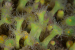 Corynactis viridis