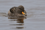 Yellow-billed Teal portfolio