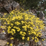 Common rockrose (Helianthemum nummularium) 