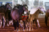 3HRodeo7-12-24_LJD_3HR5316_LJD