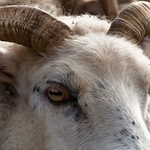 Animals-002