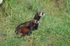 Polecat