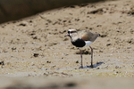 Southern Lapwing, Rio ...