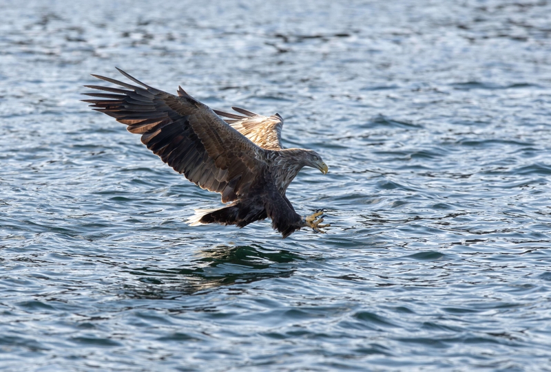 White Tailed Eagle - Isle of Mull - Scotland