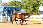 SBM_07979