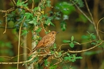 Song Thrush