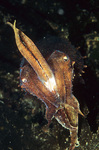 Sepia officinalis defensive posture
