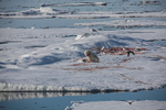 Polar bear  7530