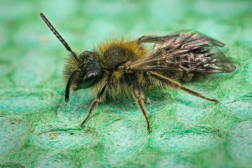[i]Andrena bicolor[/i] male. Staffordshire garden, March 2015. My first solitary bee photograph of 2015 and the first…