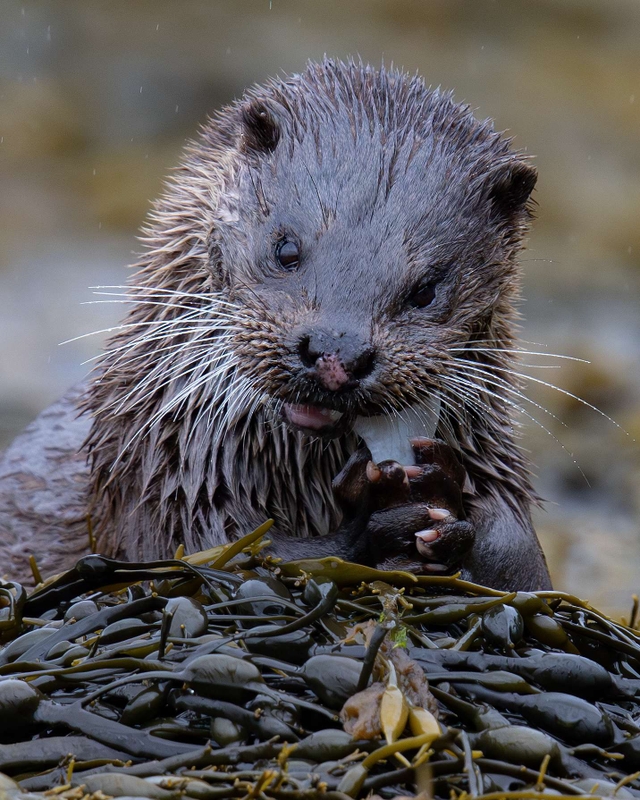 Otter taken on the Ardnamurchan peninsula
