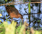 King Rail investigates dead fish, Viera Wetlands, Florida