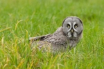 Great Grey Owl