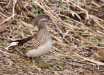 Mandarin Duck