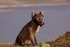 Arctic Fox 3278