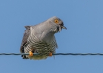 Cuckoo