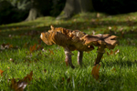Fungi, Cholmondeley Castle, Cheshire