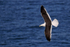 Kelp Gull showing upper wings in flight, Mossel Bay, South Africa