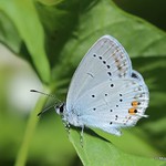 Short-tailed Blue (Everes argiades) M