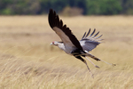 Secretarybird taking off in the Masai Mara