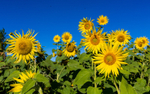 Sunflower Group 1