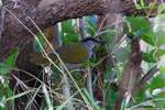 Grey-capped Warbler portfolio