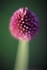 Allium Sphaerocephalon