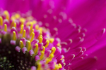 Flower - 2410