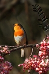 Singing Robin