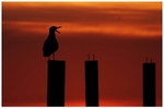 Herring Gull Silhouette at Morston Quay