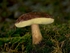 Bay Bolete