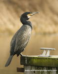 SBC001: Cormorant