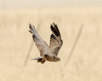 Kestrel