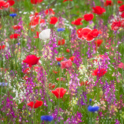 Red Poppies