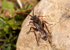 Nomada hirtipes (f)
