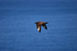 Great Skua