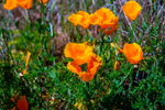 Californian poppy Eschscholzia californica-5515
