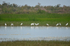 Little Egrets