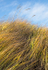 MARAM GRASS, 2013- LONG POINT BEACH