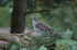 Goshawk