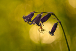 In the world of Spiders