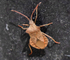 Dock Bug