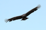 American Black Vulture flying, Gatorland, Florida