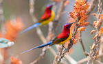Mrs Gould's Sunbird