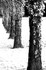 Tree - 3893 bw