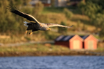 White-tailed Sea-Eagle glides past colourful boat sheds, Norway